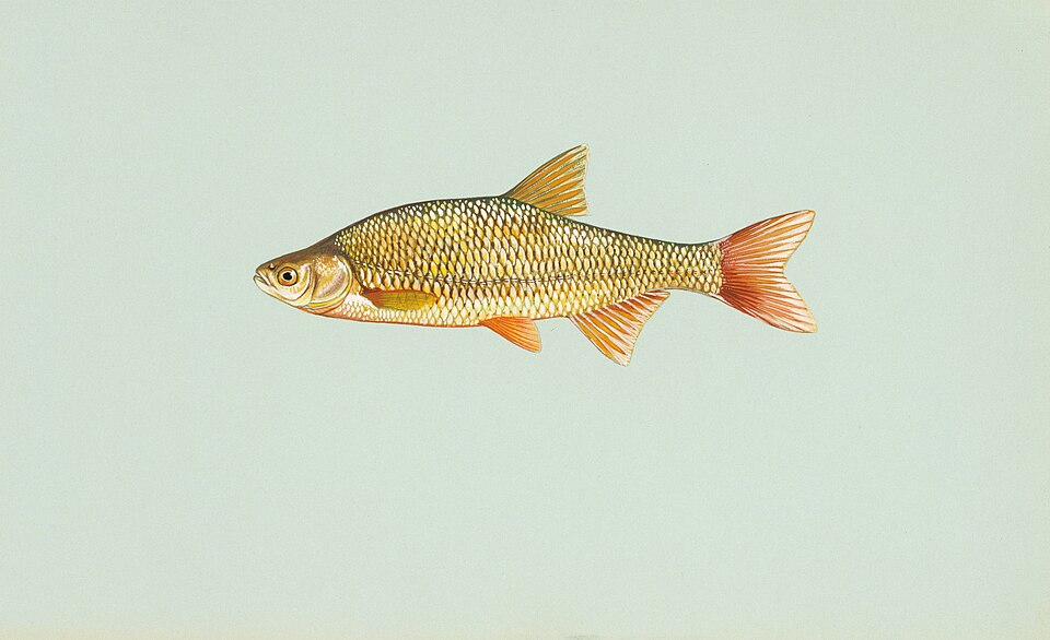 Illustration of a golden shiner.